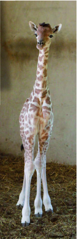 bebe-girafe