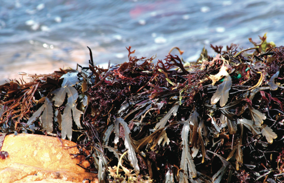algues marines les sables d'olonne #2