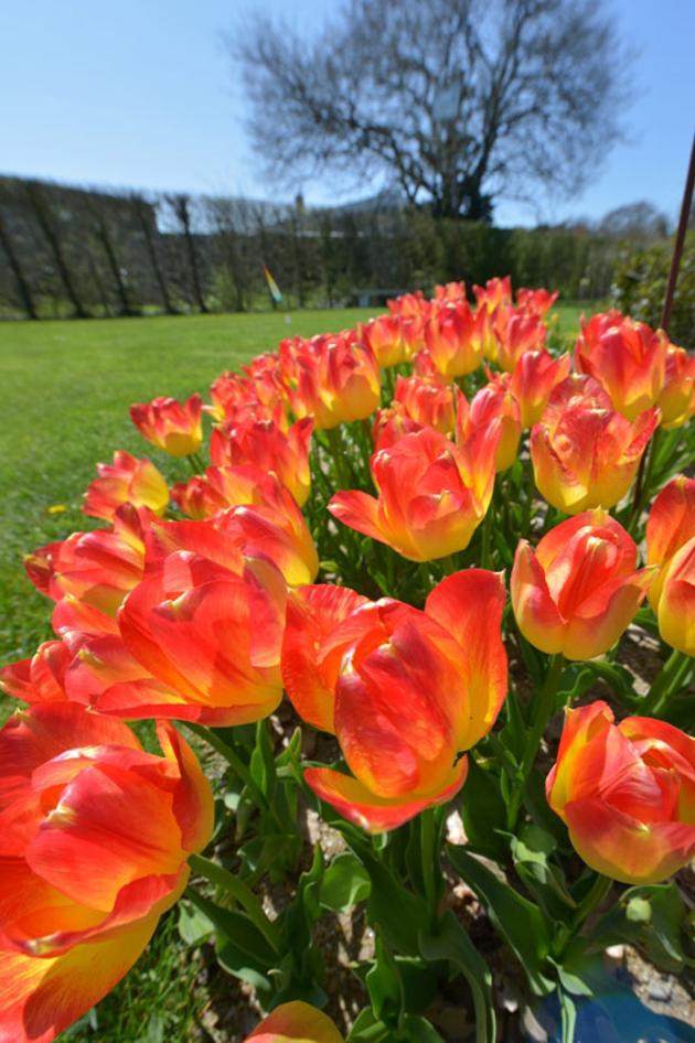 fleurs les serres municipales les sables