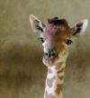 Girafon