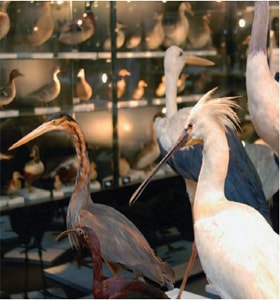 Musée Ornithologique Charles Payraudeau