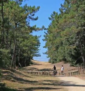 forêt domaniale olonne sur mer