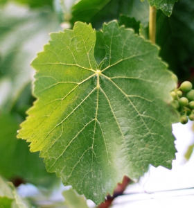 vigne vendée