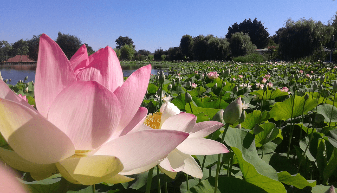 Parc Floral de la Court d'Aron