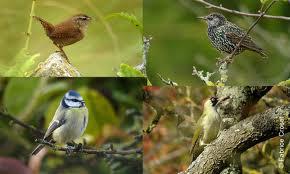 l'observatoire d'oiseaux