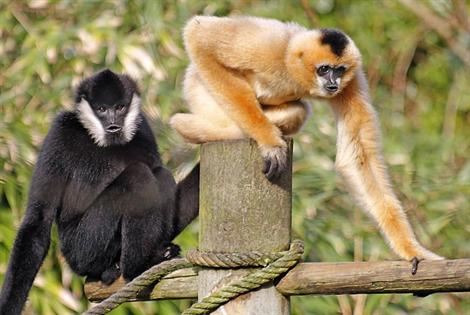 Zoo des Sables